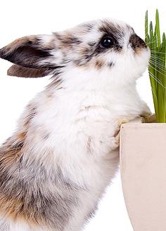 Rabbit Complete Health Exams