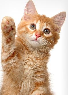 Cat Complete Health Exams