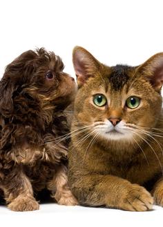 Puppy and Kitty Complete Health Exams