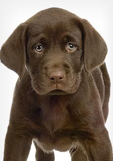 Dog Complete Heath Exams